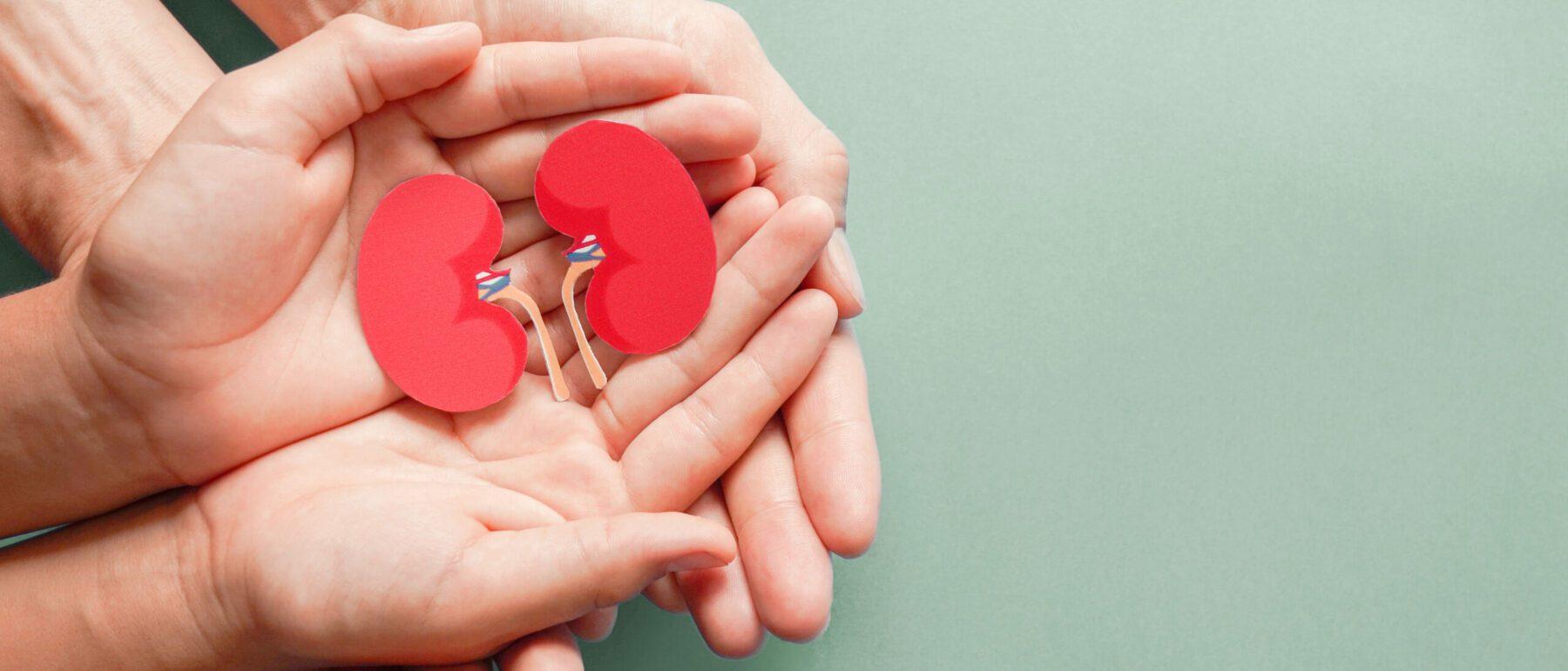 Organdonation med en nyre